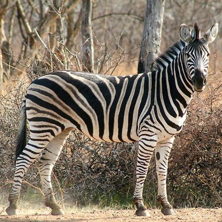 Ditholo Game Lodge Bela Bela 外观 照片