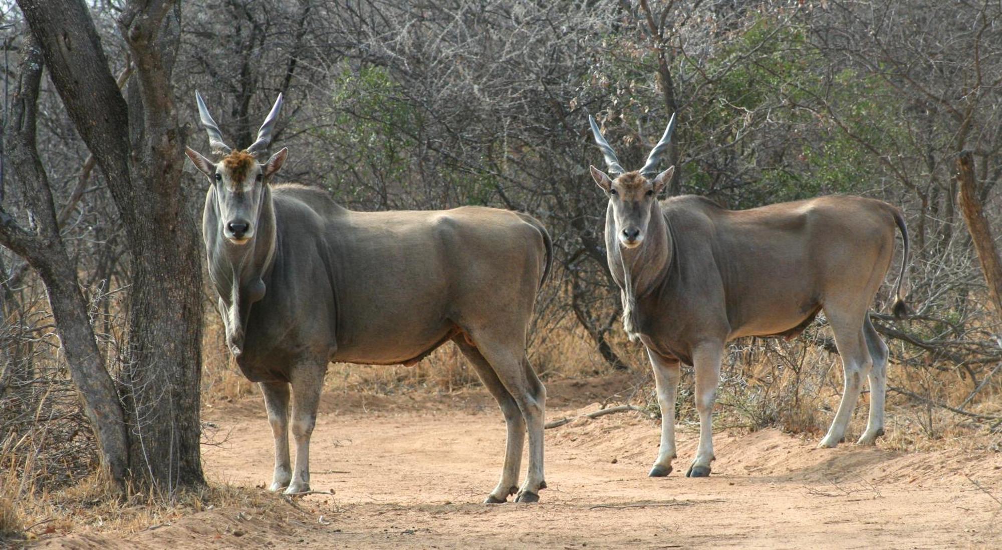 Ditholo Game Lodge Bela Bela 外观 照片
