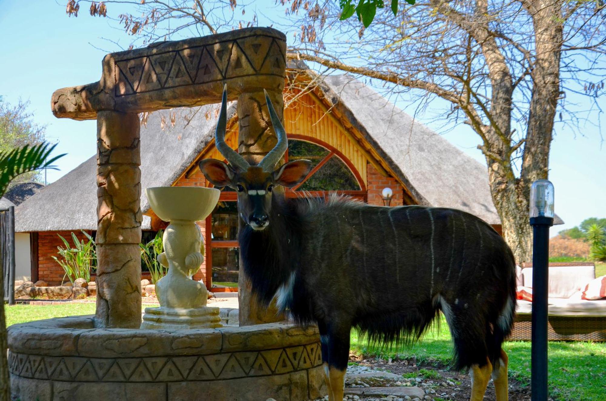 Ditholo Game Lodge Bela Bela 外观 照片