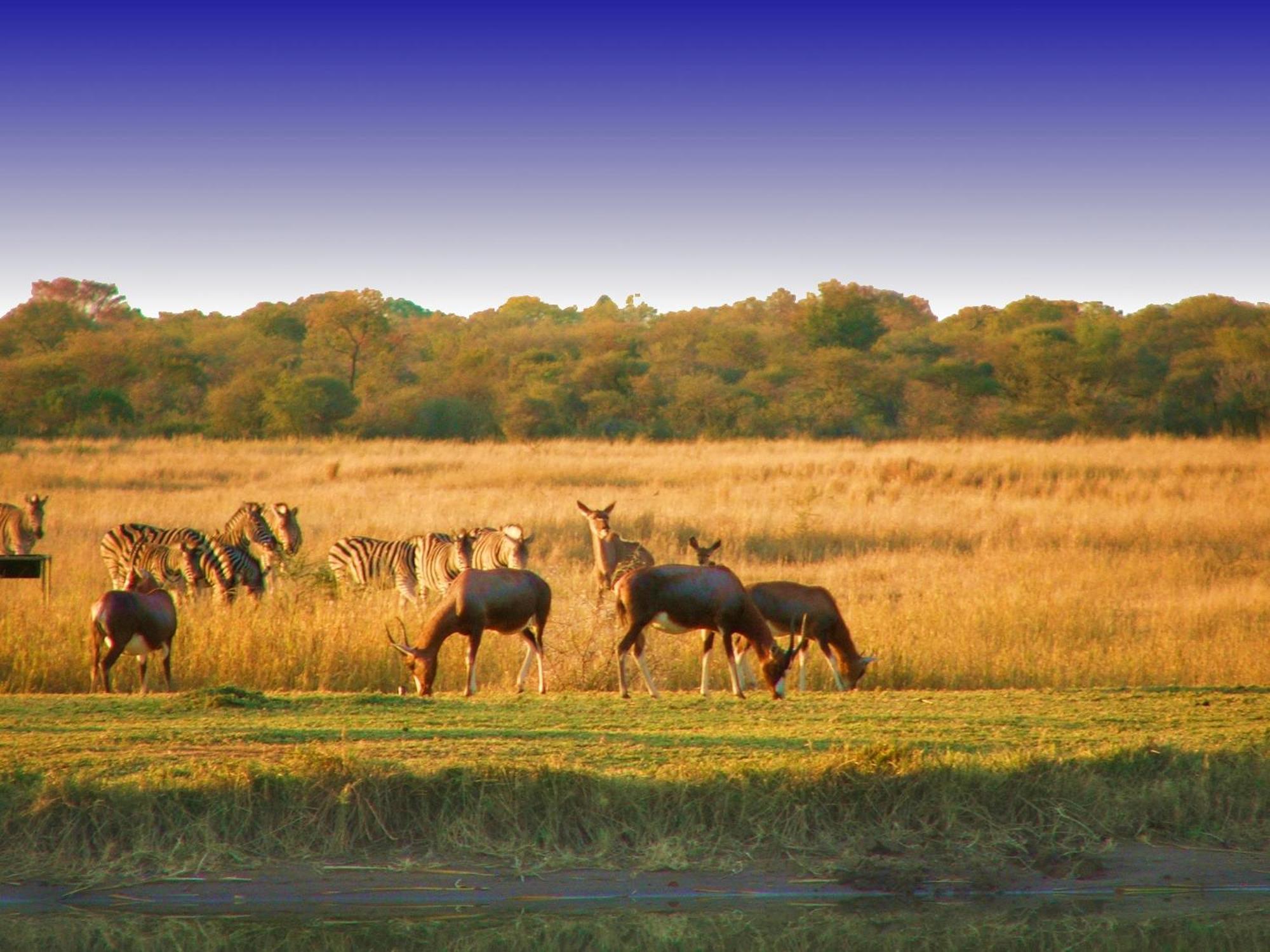 Ditholo Game Lodge Bela Bela 外观 照片