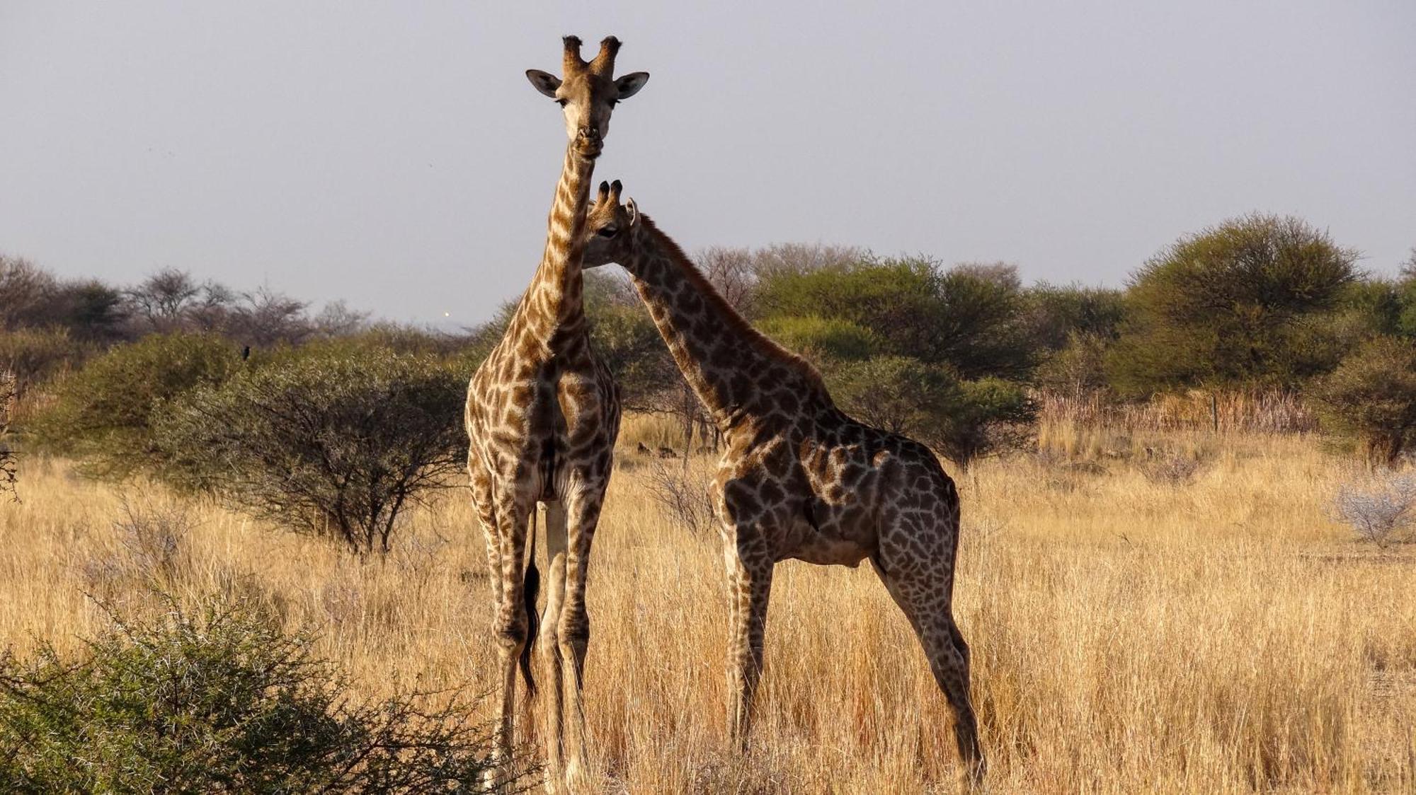 Ditholo Game Lodge Bela Bela 外观 照片