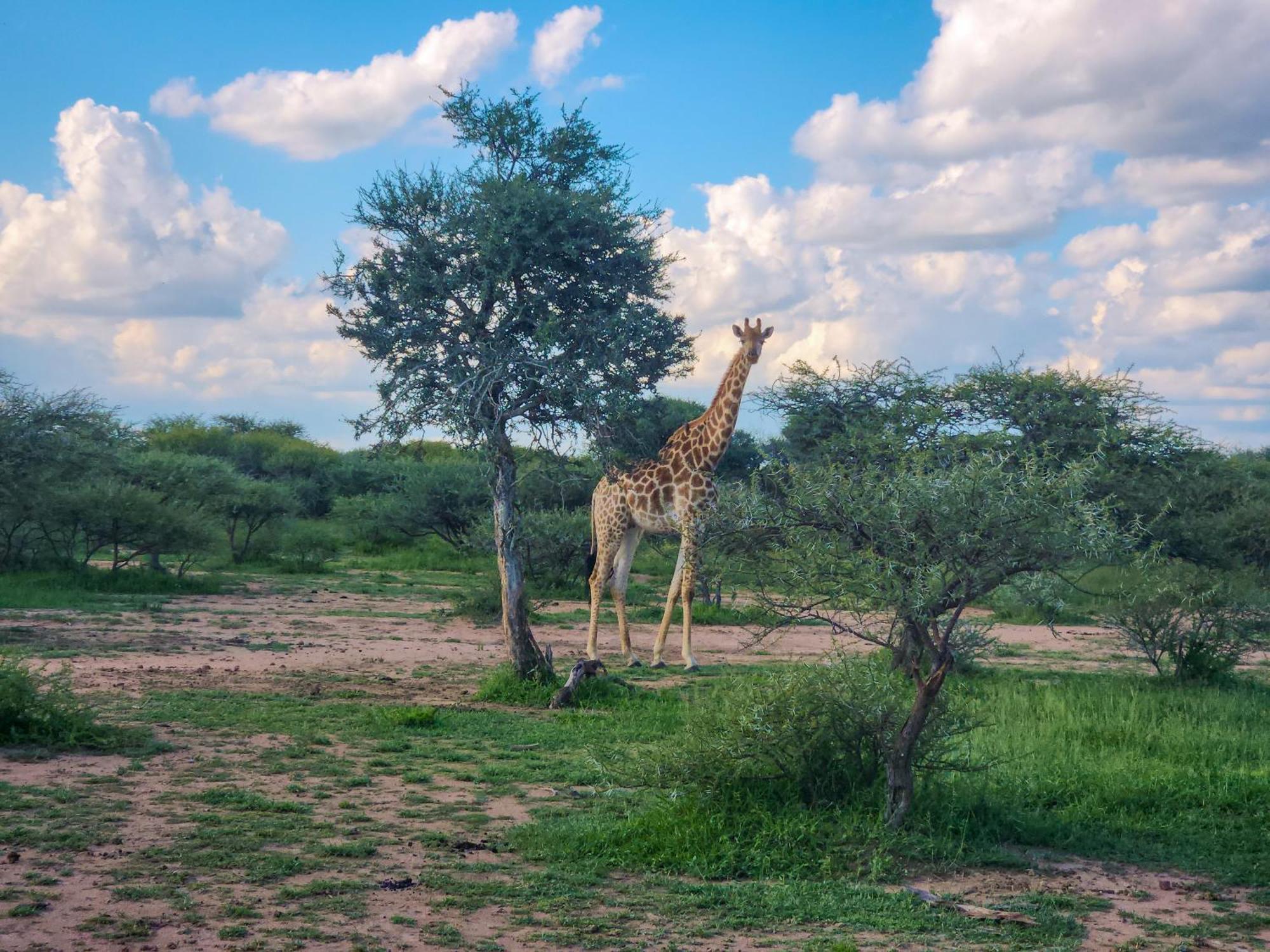 Ditholo Game Lodge Bela Bela 外观 照片