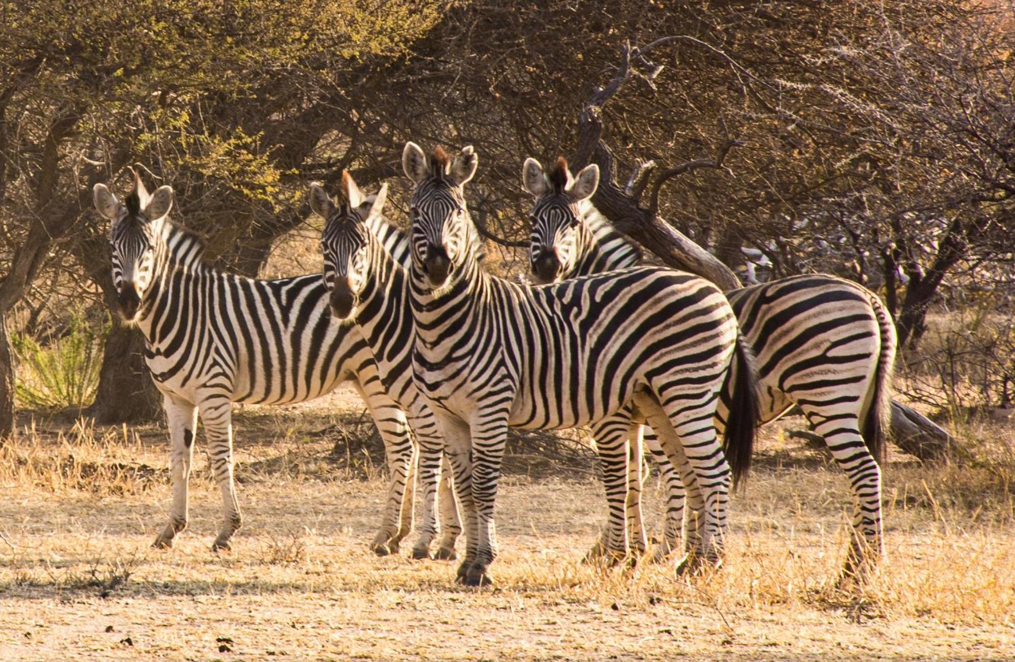 Ditholo Game Lodge Bela Bela 外观 照片